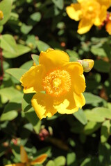 Cochlospermum tinctorium