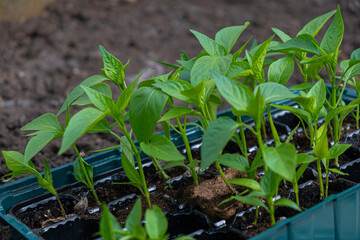 Pepper seedlings growing. Paprika seedlings in a box.