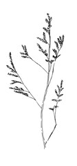 Dry grass collection. Vector illustration. Lavender. festive decoration template.