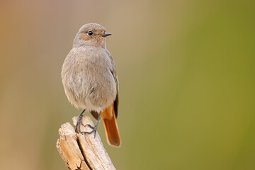 Kopciuszek (Phoenicurus ochruros) © Grzegorz