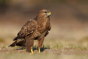 Myszołów (Buteo buteo)