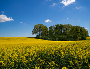 drzewa rosnace w rzepaku