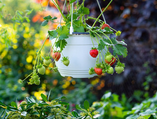 juicy strawberries © Marek