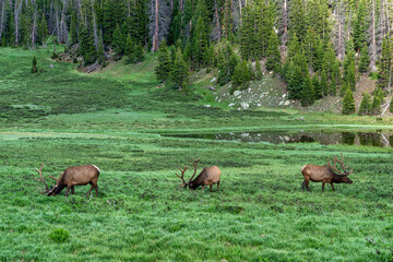 Wild elk in Colorado