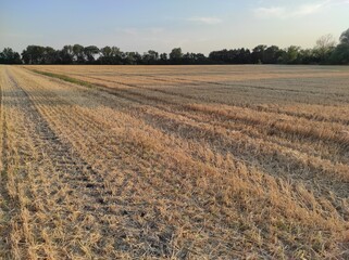 agricultural landscape, grain, trees and shrubs, sunlight, July