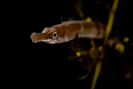 Bay Pipefish Portrait
