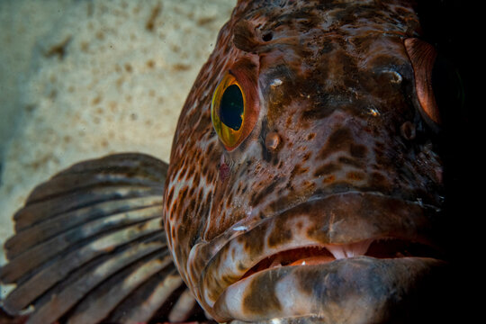 Lingcod Guarding Eggs