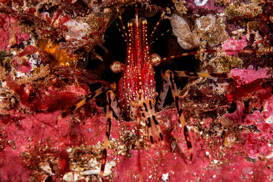 Beautiful Cold Water Shrimp