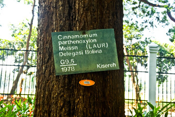 Collection of rare Indonesian tropical forest plants in the arboretum of Manggala wana bakti. 
Kisereh (Cinnamomum parthenoxylon Messn)