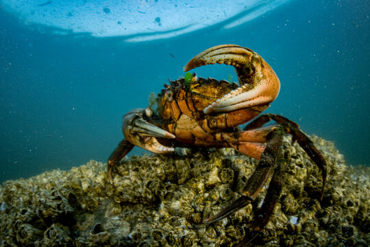 Invasive European Green Crab in Canada!