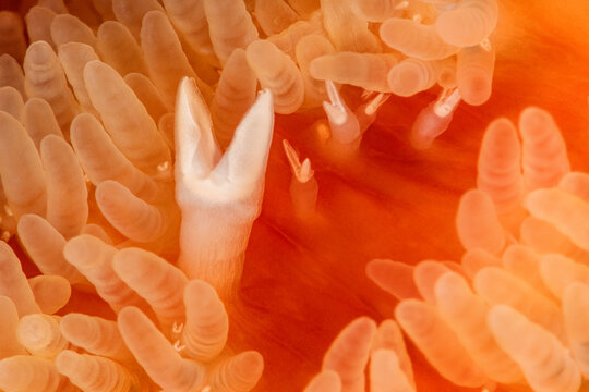 Sunflower Starfish Extreme Close-Up 