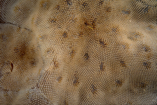 Bryozoans