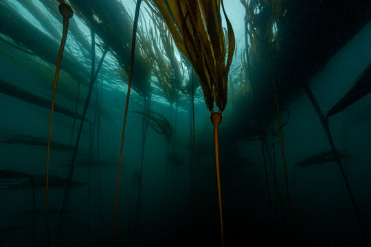Kelp Forest