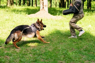 Shepherd training for aggression, with dog handlers in the forest.