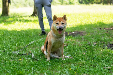 Shiba inu dog walking in the forest.