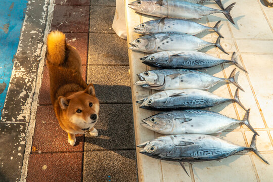 Dog on Fish marker
