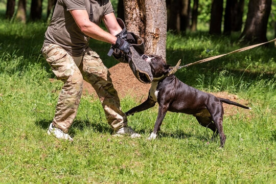 A pit bull attacks a cynologist during aggression training.