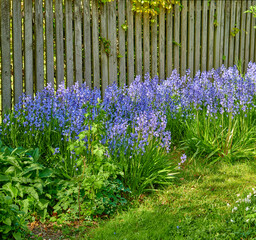 Closeup of Bluebell growing in a green garden in springtime with a wooden gate background. Macro details of blue flowers in harmony with nature, tranquil wild flowerbed in a zen, quiet backyard
