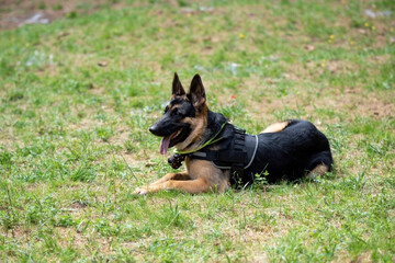 Service German Shepherd, in unloading, sticking out his tongue, lies on the grass