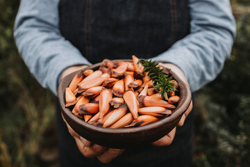 unrecognizable woman holding a clay bowl with chilean pine nuts, pehuen, araucaria tree fruit. Selective focus