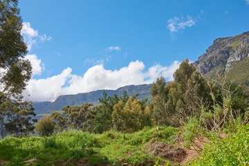 Plants and trees in nature with Table Mountain in the background against blue sky in summer. Scenic popular natural landmark and tourist attraction for adventure while on a getaway vacation