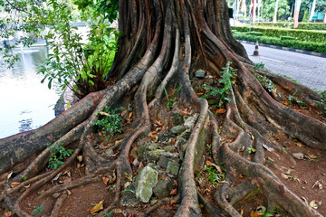 Collection of rare Indonesian tropical forest plants in the arboretum of Manggala wana bakti
Beringin (Ficus Sp)