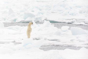 Eisbär im Packeis