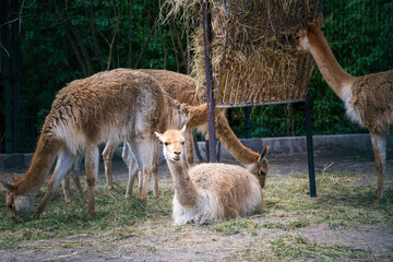 Wild Vicuna in groups grazing grass in Lodz zoo, Poland