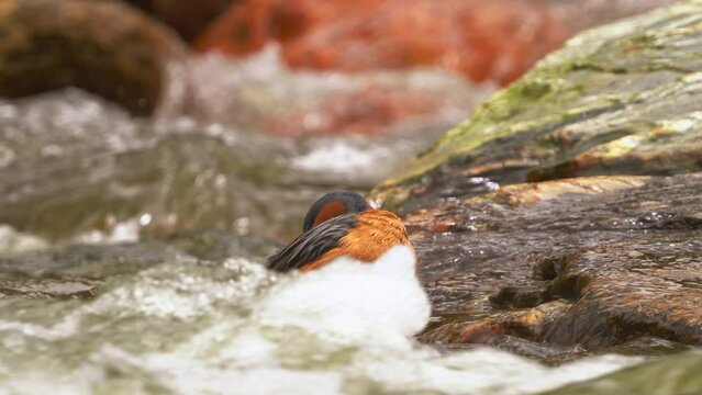 Torrent duck - Merganetta armata in Anatidae, genus Merganetta, resident breeder in the Andes of South America, nesting in small waterside caves and other sheltered spots, orange female and white male