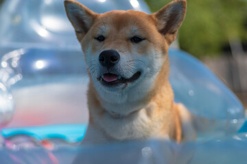 cachorro perro japones, raza shiba inu, tumbado sobre una colchoneta de aire, en la piscina por el calor 