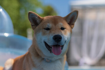 cachorro perro japones, raza shiba inu, tumbado sobre una colchoneta de aire, en la piscina por el calor 