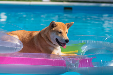cachorro perro japones, raza shiba inu, tumbado sobre una colchoneta de aire, en la piscina por el...