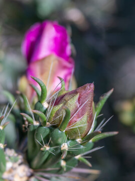 Side View Close Up of Cholla Cactus Pink Flower Bud