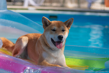 cachorro de perro japones de raza shiba inu, tumbado sobre una colchoneta de aire dentro de una...