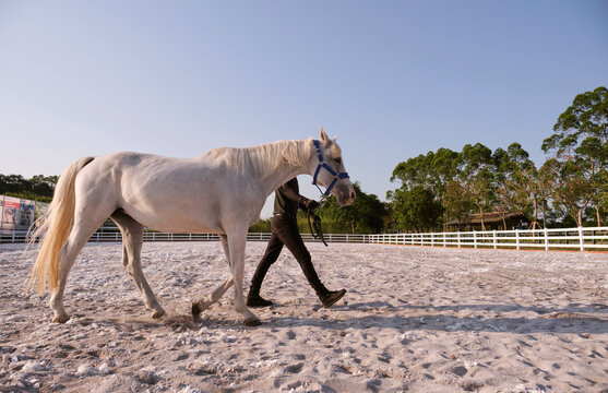 Purebred horses on the training ground