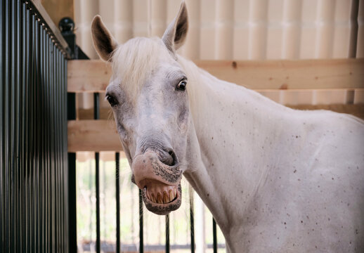 Closeup purebred big horse

