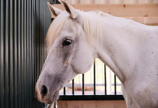 Closeup Purebred Big Horse

