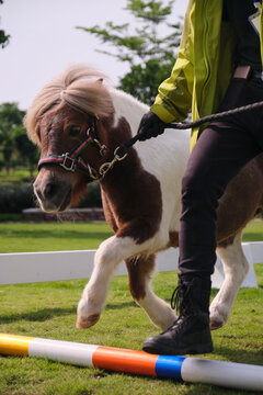 Closeup Shetland pony of English pedigree