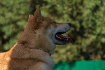 cachorro de perro japones de raza shiba inu, jugando con un trozo de hielo, por el calor