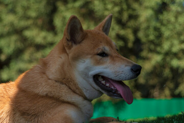 Naklejka na ściany i meble cachorro de perro japones de raza shiba inu, jugando con un trozo de hielo, por el calor
