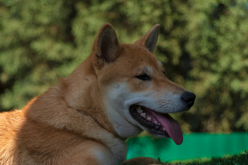 Naklejka na ściany i meble cachorro de perro japones de raza shiba inu, jugando con un trozo de hielo, por el calor