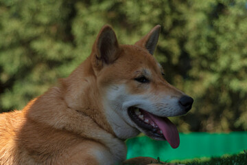 cachorro de perro japones de raza shiba inu, jugando con un trozo de hielo, por el calor