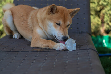 cachorro de perro japones de raza shiba inu, jugando con un trozo de hielo, por el calor