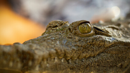 the eye of the alligator