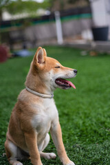 cachorro de perro japonés de raza shiba inu, jugando con una pelota y una zapatilla sobre el...