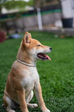 cachorro de perro japonés de raza shiba inu, jugando con una pelota y una zapatilla sobre el césped verde