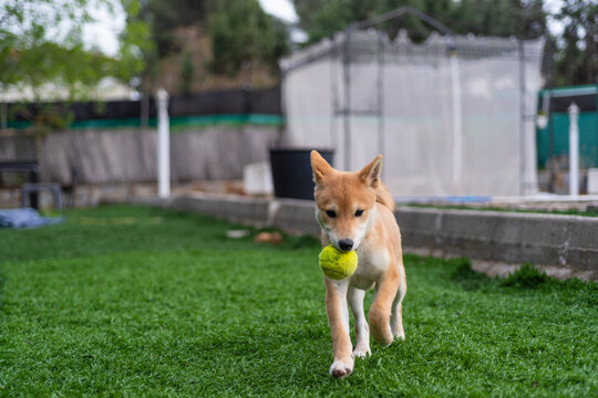 cachorro de perro japonés de raza shiba inu, jugando con una pelota y una zapatilla sobre el césped verde