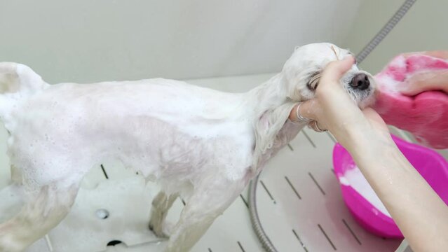 Young woman professional groomer washing in shower funny small white lapdog dog in  grooming salon