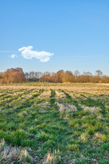 Fototapeta premium Winter landscape on a farm with trees in a row against a cloudy sky copy space background over the horizon. Snowy plowed field across a beautiful countryside in nature during chilly and cold weather
