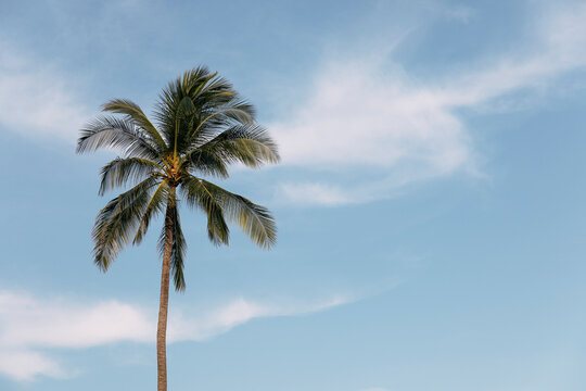 Coconut Tree with blue sky background 